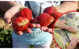 Ajutor financiar de la stat pentru cei care cultivă căpșuni. Se dau 10.000 de lei la hectar