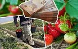 Cât câştigă românii culegători de căpşuni în Spania. Coşul lunar este mai ieftin decât în România, iar salariul dublu