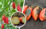 Vinete roșii de la Cluj, un proiect al Stațiunii de Cercetare Horticolă. Pasionații de gusturi noi le pot cumpăra de la magazinul Universității de Științe Agricole și Medicină Veterinară