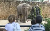 A murit Mali, cel mai trist elefant din lume. A stat singur într-o cușcă timp de 46 de ani