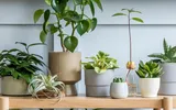 Planta care aduce ghinion și ceartă în casă! Multe gospodine o țin în locuință