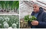 Ceapă siberiană și o salată cultivată de românii deportați în Siberia, păstrate la Banca de Resurse Genetice Vegetale