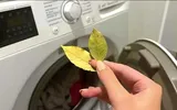 Ce se întâmplă dacă pui frunze de dafin în mașina de spălat. Trucul folosit de majoritatea gospodinelor
