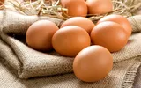 Ce să le dai găinilor să mănânce, dacă vrei ca producția de ouă să fie dublată! Planta de care mulți gospodari nu au auzit