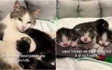 Ce se întâmplă cu pisicuța care a surprins o țară întreagă, după ce a mers să nască la veterinar! Medicii au făcut un anunț despre cei patru puiuți