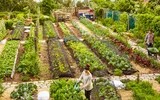 Cum să-ți majorezi veniturile dintr-o grădina la țară: Cele mai profitabile idei de afaceri