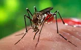 ALERTĂ medicală în România! Țânțarii care răspândesc malaria prezenți la noi în țară