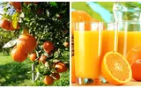 Criză de suc de portocale! Producția scade îngrijorător, iar băutura se va scumpi alarmant