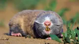 Imagini fabuloase! Animalul ăsta nu are ochi și trăiește doar în subteran în România! Seamănă cu un șobolan pe steroizi și poate fi văzut extrem de rar! Sigur ai auzit până acum numele lui, dar habar nu aveai cum arată în realitate