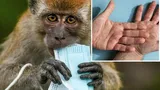 Variola maimuţei a evoluat într-o tulpină hiper-mutantă. Experţii susţin că virusul a suferit peste 50 mutaţii şi se răspândeşte mai repde