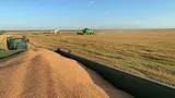 Peste 240.000 tone de grâu românesc merg direct la export. Egiptul a făcut o achiziţie record