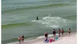 Momente de panică printre turiştii aflaţi la plajă, în SUA. Un rechin a fost surprins înotând aproape de mal