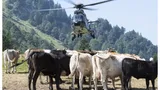 Vacile din Elveţia primesc apă cu elicopterul Armatei. Măsuri extreme luate de autorităţi din cauza secetei