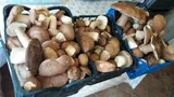 Cât câștigă lunar un român culegător de ciuperci în Australia. Suma nu este deloc una mică