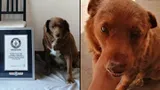 Câinele Bobi a doborât recordul Guinness de vârstă. Are aproape 31 de ani