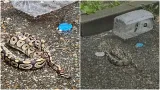 Situație șocantă pe străzile din Baia Mare! Un piton regal uriaș a fost găsit între blocuri