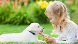 Copiii care trăiesc în casă cu pisici sau câini au mai puține șanse de a dezvolta alergii alimentare