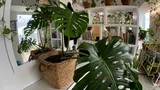 Modul uimitor în care poți folosi drojdia în casa ta! Plantele tale vor înflori mai frumos ca niciodată
