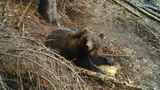 Bărbat atacat de urs în Argeș. A fost emis mesaj Ro-Alert