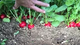 Ridichile roșii, alimente periculoase pentru anumite persoane. Cine nu ar trebui să le consume niciodată