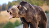 Un urs înfometat a dat buzna într-o cofetărie. A mâncat 60 de prăjituri înainte de a pleca
