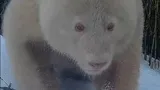 Din ce specie este creatura uriașă care a șocat lumea. Ce spun specialiștii VIDEO