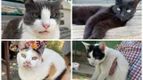 Emoționant: un profesor din București, cu probleme de sănătate, donează 28 de pisici și 5 câini (FOTO)