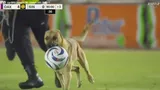 VIDEO Momente comice la un meci de fotbal din Mexic. Un câine a furat mingea jucătorilor și a fugit cu ea, în timpul jocului