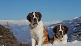 Câinii Saint Bernard, tot mai puțin folosiți în misiuni de salvare. În ce fel îi ajută acum pe oameni