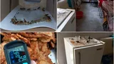 VIDEO Șoareci și gândaci morți, găsiți în cantina unui liceu din Timișoara. Unitatea a fost închisă și amendată