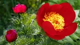 Floarea de o frumusețe aparte, unică în Europa, despre care se spune că a apărut din sângele eroilor moldoveni. A devenit floare națională prin decret semnat de președintele Iohannis