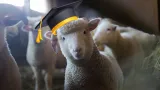 Patru oi au fost înscrise la o școală din Franța pentru a evita închiderea instituției. Cum au fost primite mioarele în prima lor zi ca eleve: „Bine ați venit!”
