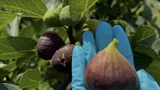 Schimbările climatice aduc noi trenduri în agricultura românească. Culturi de kiwi și curmale la Dăbuleni și fructe goji la Brașov