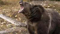 Bărbat atacat de urs după ce mașina în care se afla a lovit animalul