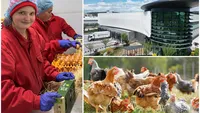 Carmistin The Food Company își consolidează poziția de lider în sectorul avicol din România, prin dublarea producției în ultimii doi ani
