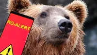 Mesaj RO-ALERT de 1 Mai în Piatra Neamț, după apariția unui urs. Locuitorii au fost sfătuiți să rămână în case