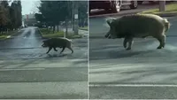 Ro-Alert în Pipera. Un porc mistreţ a fost văzut lângă o şcoală. Persoanele sunt sfătuite să evite zona
