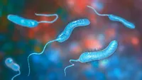 Ce este bacteria Vibrio, supranumită „bacteria mâncătoare de carne”. Se răspândește cu rapiditate pe litoral