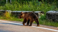 Mesaj RO-ALERT după apariția unui urs în zona Șopa din Șelimbăr, lângă Sibiu