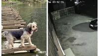 Imagini şocante. Snoopy, căţeluşa mătuşii lui Costin Ştucan, atacată de un lup în propria curte: „N-am văzut în viaţa mea așa ceva”