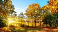 ANM anunță prognoza meteo pentru toamnă. Cum va fi vremea până în 19 octombrie