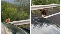 Românii inconştienţi hrănesc urşii în ciuda amenzilor uriaşe: „Haida, mănâncă. Aşa, băiatul!” VIDEO