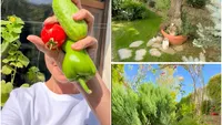 Andreea Marin, imagini noi din propria grădină. Cum arată colțul de rai al vedetei la început de toamnă: „Parfumuri și culori”