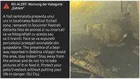 Alertă falsă de urs într-o comună din județul Cluj. Animalul era, de fapt, un câine rătăcit
