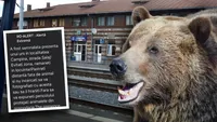 Alertă în Câmpina! Un urs a fost văzut în apropierea unui supermarket din oraș. Autoritățile au emis mesaj RO-Alert