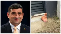 Simion reacționează în scandalul capului de porc de la poarta lui Lulea. ”Cât de jos vreți să mergeți? Probabil voi fi vinovat și că plouă”