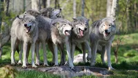O localitate din Buzău, invadată de lupi. Fiarele intră în curți și le omoară animalele: ”Mi-au luat vreo patru căini. Se repede în oi, în capre”