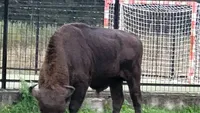 Zimbru de peste 800 de kilograme, ucis de braconieri la Bistriţa. Fusese recolat din Suceava VIDEO