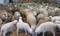 Bruxelles reduce cu 5% numărul porcilor în UE într-un singur an! Comisia Europeană nu este de acord cu creșterea animalelor de fermă
