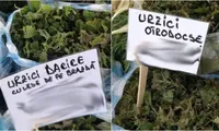 Românii vând în piețe „urzici dacice” și „urzici ortodocse”! Cu ce prețuri halucinante se vând cele două sortimente